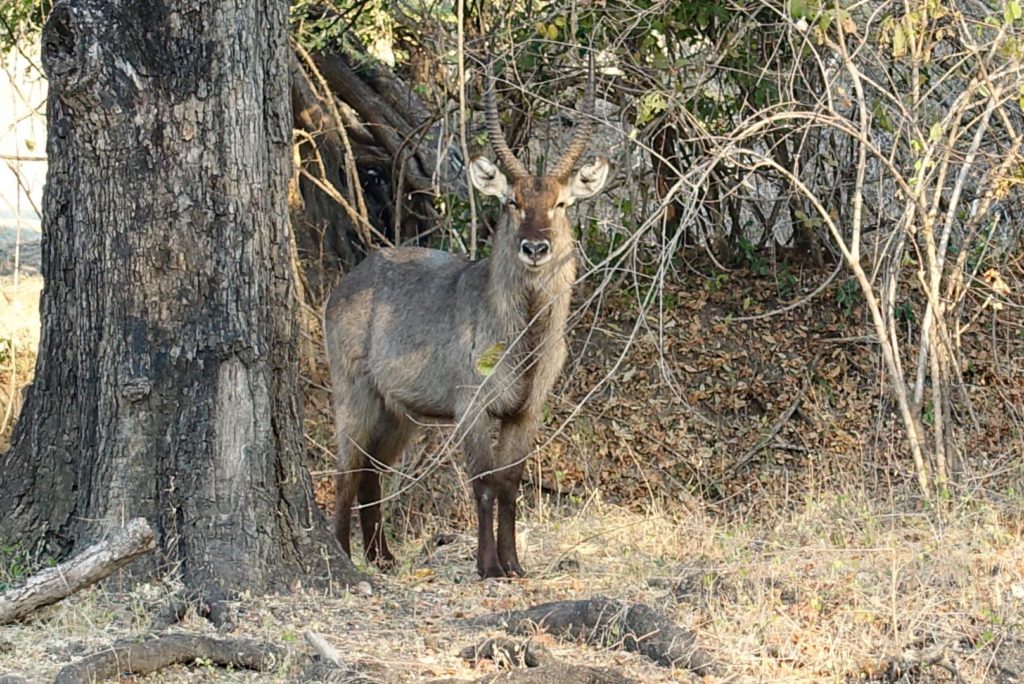 Bushbuck (South Luangwa National Park, Africa)