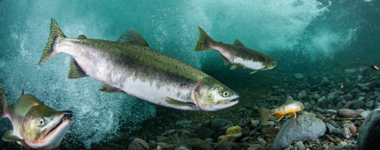 Feature image for Lamar Fairmint show notes for Man Overseas Podcast